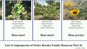 Attēlu rezultāti vaicājumam “Rosa subcanina”