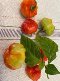 Afbeeldingsresultaat voor aji habanero hot pepper