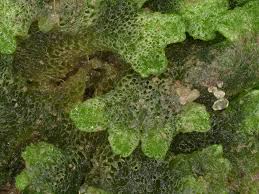 Attēlu rezultāti vaicājumam “Riccia cavernosa”