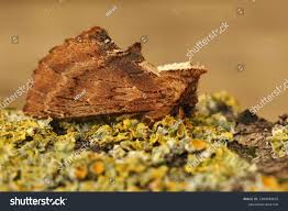 Attēlu rezultāti vaicājumam “Ptilodon capucina”