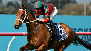 Image result for Thoroughbreds Netball Clubs