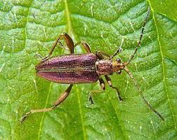 Attēlu rezultāti vaicājumam “Donacia clavipes”