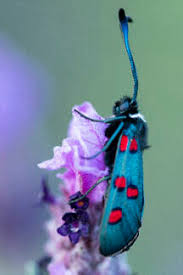 Attēlu rezultāti vaicājumam “Zygaena filipendulae”