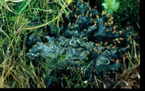 Attēlu rezultāti vaicājumam “Peltigera polydactylon”