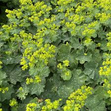 Attēlu rezultāti vaicājumam “Alchemilla vulgaris aggr. flower”