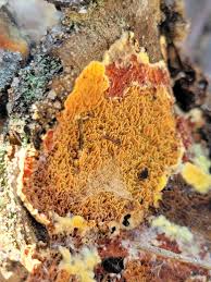 Attēlu rezultāti vaicājumam “Pseudomerulius aureus”