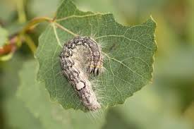 Attēlu rezultāti vaicājumam “Acronicta megacephala”