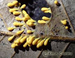Attēlu rezultāti vaicājumam “Leocarpus fragilis macro”