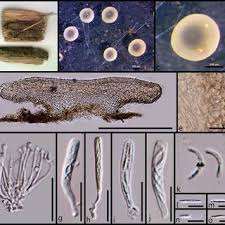 Attēlu rezultāti vaicājumam “Hyalorbilia inflatula”