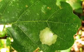 Attēlu rezultāti vaicājumam “Tischeria ekebladella”