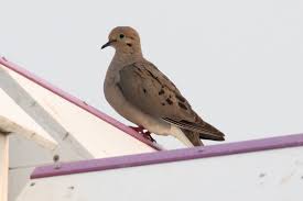 Image result for Zenaida macroura