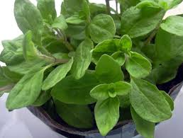 Image result for Origanum majorana
