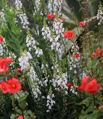 Image result for Linaria purpurea