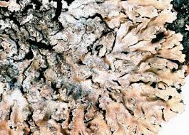 Attēlu rezultāti vaicājumam “Physconia detersa”