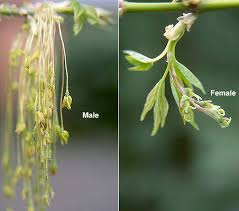 Attēlu rezultāti vaicājumam “Acer negundo bud”