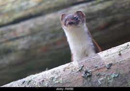 Attēlu rezultāti vaicājumam “Mustela nivalis adult”