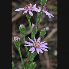 Attēlu rezultāti vaicājumam “Symphytocarpus trechisporus young”