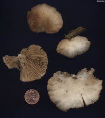 Attēlu rezultāti vaicājumam “Crepidotus applanatus”