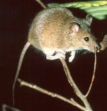 Attēlu rezultāti vaicājumam “Muridae”