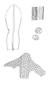 Attēlu rezultāti vaicājumam “Syntrichia latifolia macro”