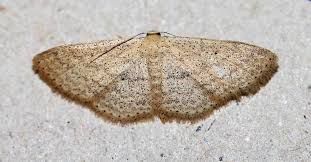 Attēlu rezultāti vaicājumam “Idaea sylvestraria”