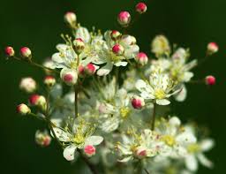 Attēlu rezultāti vaicājumam “Filipendula vulgaris bud”