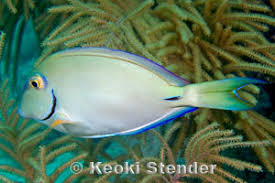 Image result for Acanthurus bahianus