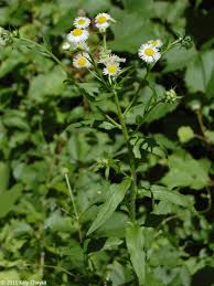 Attēlu rezultāti vaicājumam “Erigeron annuus flower”