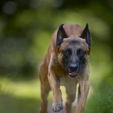 Afbeeldingsresultaat voor honden