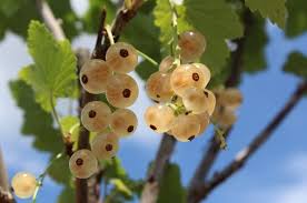 Attēlu rezultāti vaicājumam “Ribes rubrum fruit”