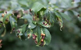 Attēlu rezultāti vaicājumam “Tetraneura ulmi”