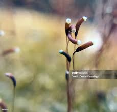 Attēlu rezultāti vaicājumam “Brachythecium rutabulum sporophyte”