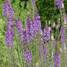 Attēlu rezultāti vaicājumam “Linaria loeselii”