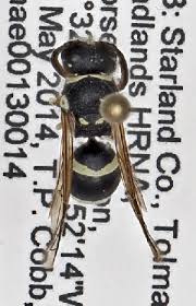 Attēlu rezultāti vaicājumam “Ancistrocerus sp.”