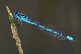 Attēlu rezultāti vaicājumam “Enallagma cyathigerum male”