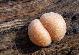 Attēlu rezultāti vaicājumam “Lycogala sp.”