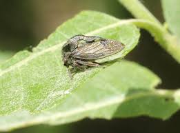 Attēlu rezultāti vaicājumam “Centrotus cornutus”