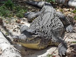 Image result for Crocodylus acutus