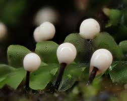 Attēlu rezultāti vaicājumam “Lamproderma columbinum”