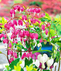 Image result for tränendes Herz