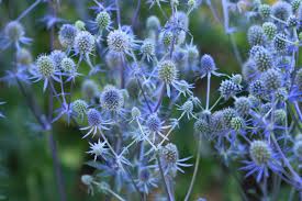 Attēlu rezultāti vaicājumam “Eryngium planum”