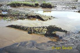 Image result for Crocodylus acutus