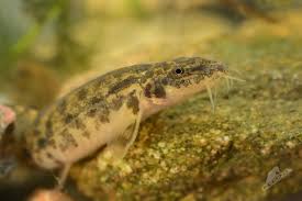 Attēlu rezultāti vaicājumam “Barbatula barbatula”