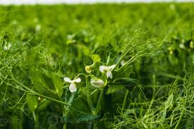 Attēlu rezultāti vaicājumam “Pisum sativum flower”