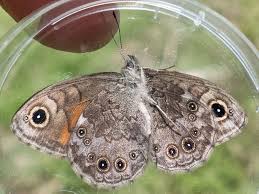 Attēlu rezultāti vaicājumam “Lasiommata petropolitana”