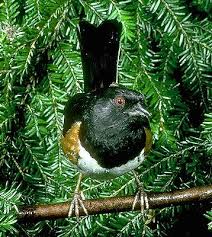 Image result for Pipilo erythrophthalmus