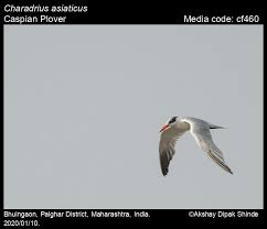 Image result for Charadrius asiaticus