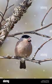 Attēlu rezultāti vaicājumam “Pyrrhula pyrrhula female”