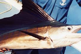 Image result for Istiompax indica