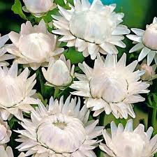 Image result for Helichrysum lindleyii